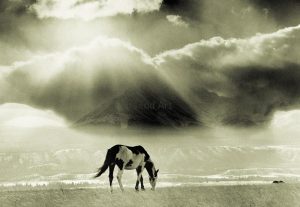 Bruno Engler-Lone Pinto