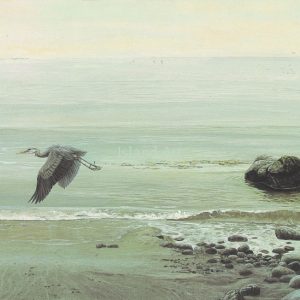 Lissa Calvert-Great Blue Heron