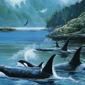 Lissa Calvert-Killer Whales