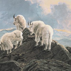 Lissa Calvert-Mountain Goats